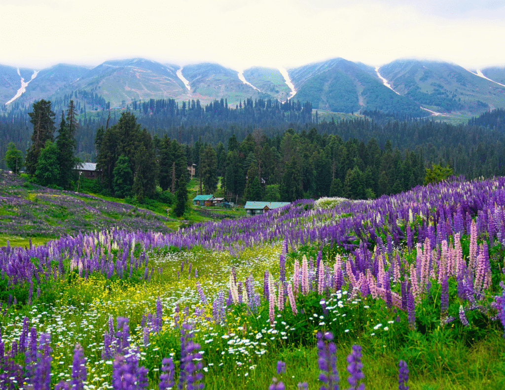 Valley of Flowers