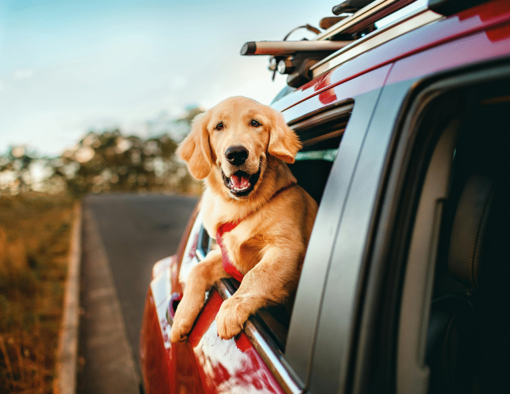 Vacation Spots That Accept Dogs