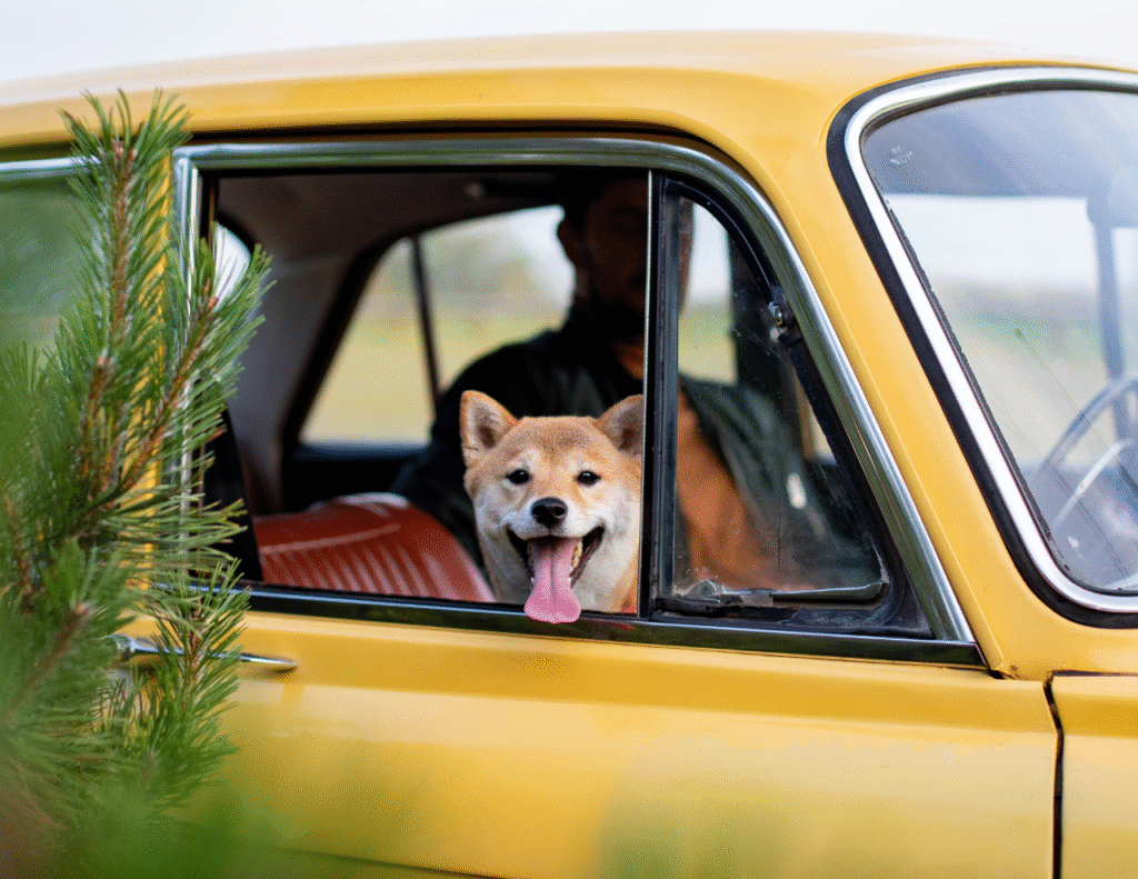 How to Pick a Vacation Spot That Is Dog-Friendly