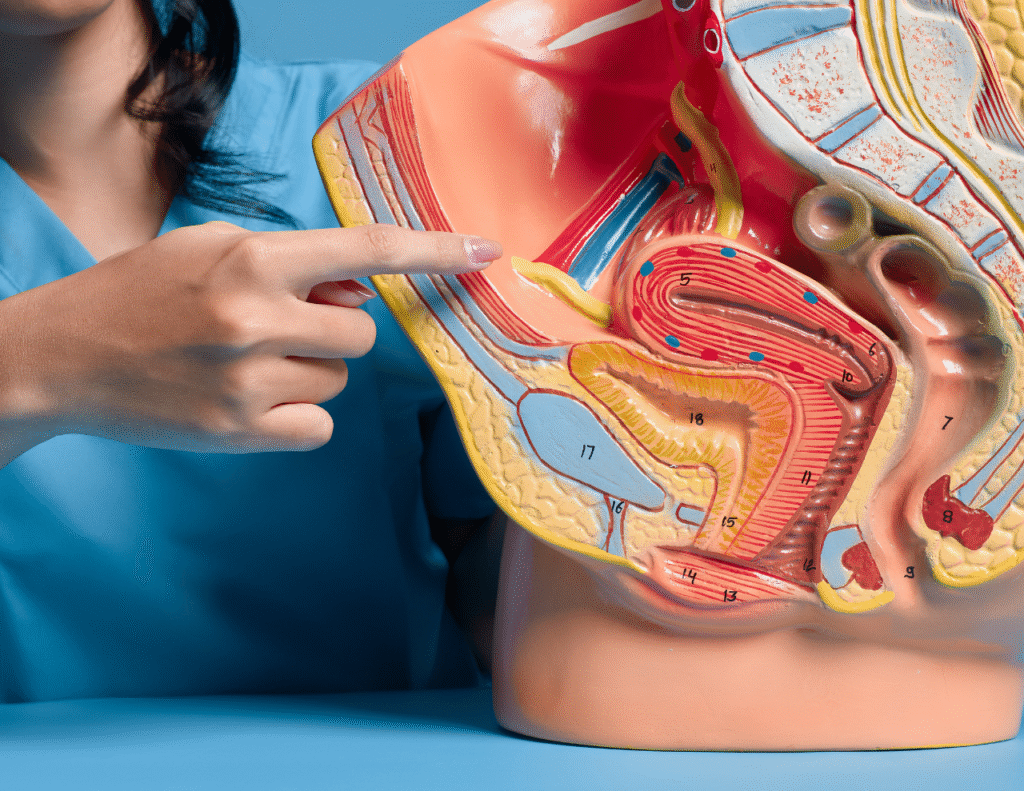 Your Digestive System's Impact